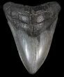 Megalodon Tooth - South Carolina #41148-1